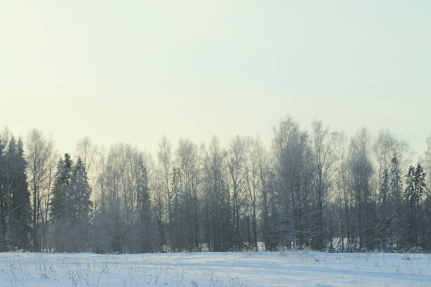 istock Winter snowy forest on gray cloudy sky background 1203224365
