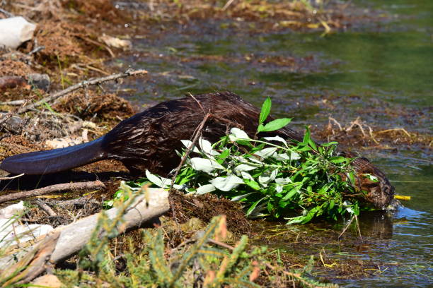 istock Beaver with Food at Horseshoe Lake 1203224626