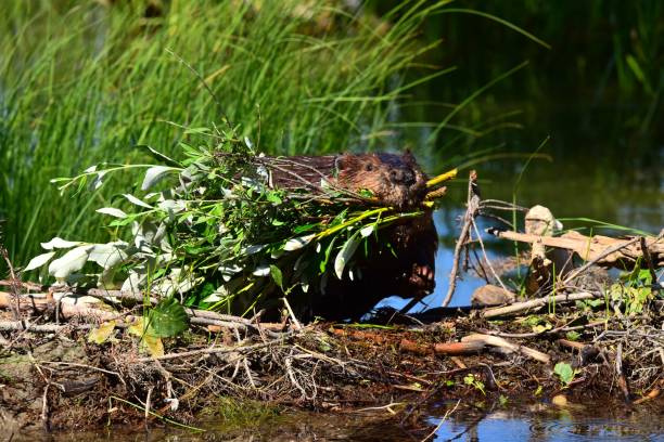Beaver with Food at Horseshoe Lake