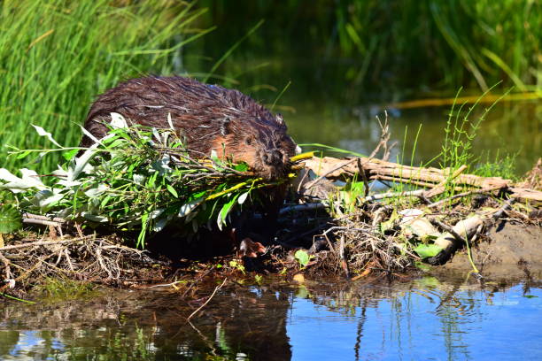 istock Beaver with Food at Horseshoe Lake 1203224733
