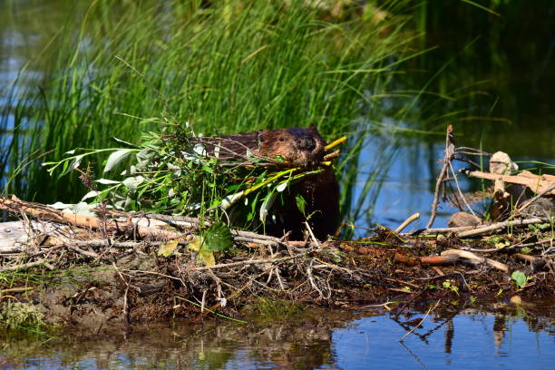 Beaver with Food at Horseshoe Lake A beaver walks across its dam carrying branches of food at Denali National Park, Alaska. beaver dam stock pictures, royalty-free photos & images