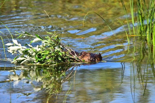 istock Beaver Swims with Food 1203224736