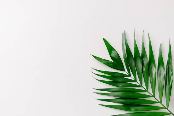 istock Green palm leave in the right corner 1203224855