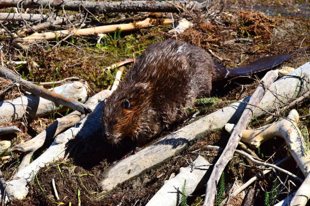 istock Beaver at Horseshoe Lake 1203224970