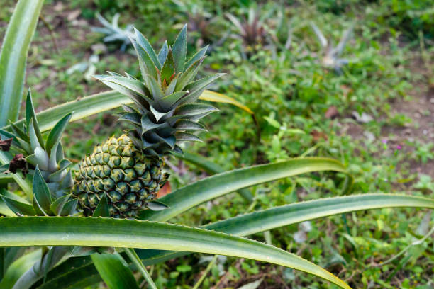 istock Green pineapple on the plant. Natural condition. 1203225772
