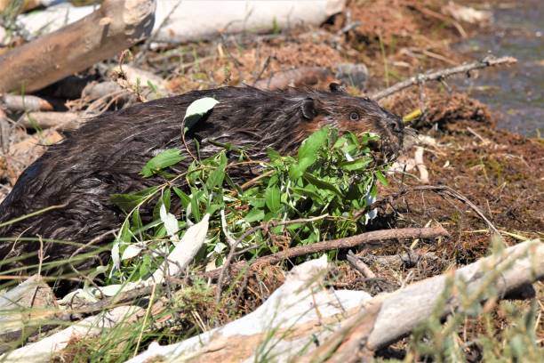istock Beaver with Food at Horseshoe Lake 1203225801