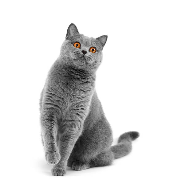istock Purebred British gray cat sitting on a white background 1203226233