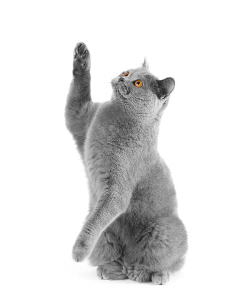 istock A cat of British breed catches an imaginary prey. 1203226342