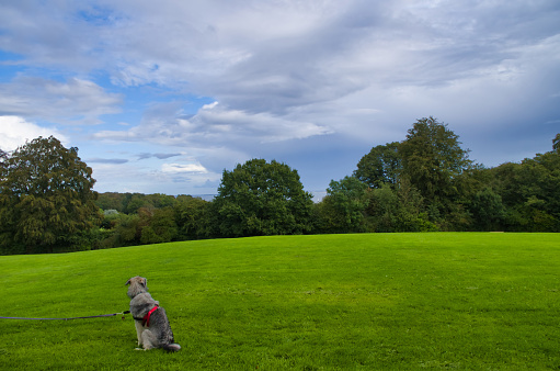 Dog on Green Grassy Field