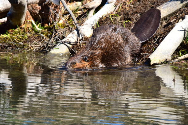 istock Beaver at Horseshoe Lake 1203226617
