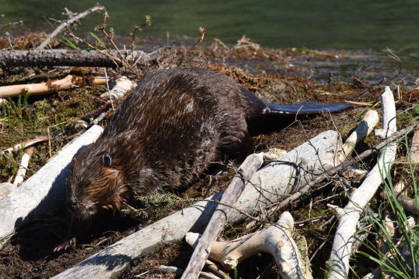 istock Beaver at Horseshoe Lake 1203227326