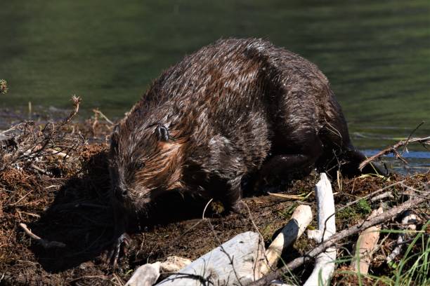 istock Beaver at Horseshoe Lake 1203227564