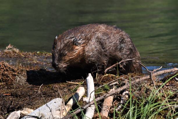 istock Beaver at Horseshoe Lake 1203227586