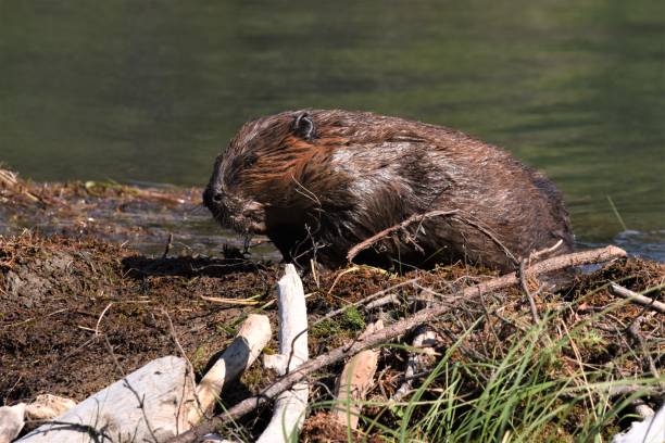 istock Beaver at Horseshoe Lake 1203227610