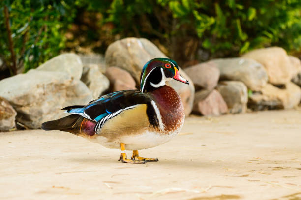 istock A colorful Karolinka duck walks the path. 1203228523