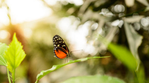 istock Heliconius hecale, A small butterfly with colorful wings sits on a green leaf. 1203228797
