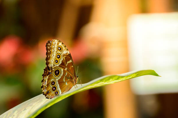 istock Morpho peleides, A small butterfly with colorful wings sits on a green leaf. 1203228974
