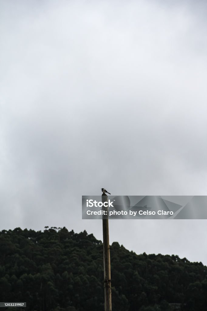 bird on a pole little bird perched on a pole Bayona - Vigo Stock Photo