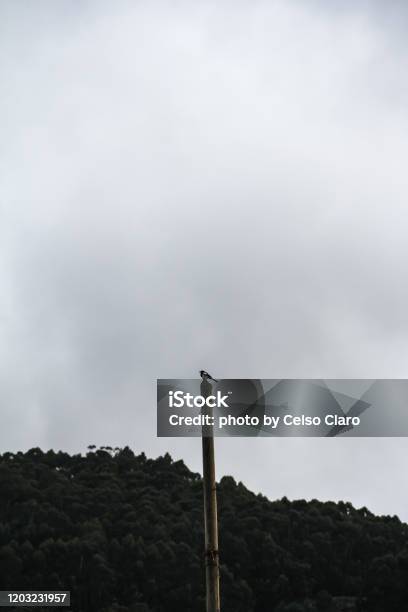 Bird On A Pole Stock Photo - Download Image Now - Bayona - Vigo, Bird, Blue