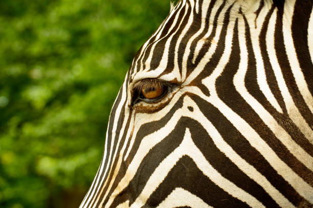 istock Grevy's zebra portrait, black and white striped. 1203233444