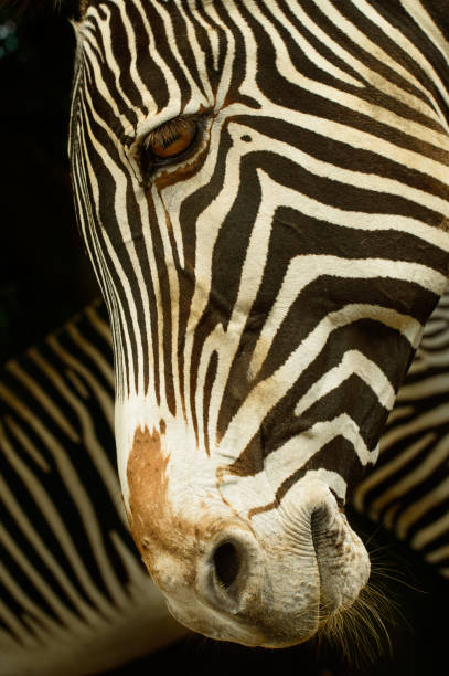 istock Grevy's zebra portrait, black and white striped. 1203233506