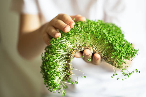 microgreen sprouts in kids hands Raw sprouts, microgreens, healthy eating concept. Sprouting Microgreens. Seed Germination at home. Vegan and healthy eating concept. Growing sprouts. Organic foods brotes de microverde en las manos de los niños brotes crudos, microverdes, concepto de alimentación saludable. microverdes que brotan. germinación de semillas en casa. concepto de alimentación vegana y saludable. brotes en crecimiento. alimentos orgán