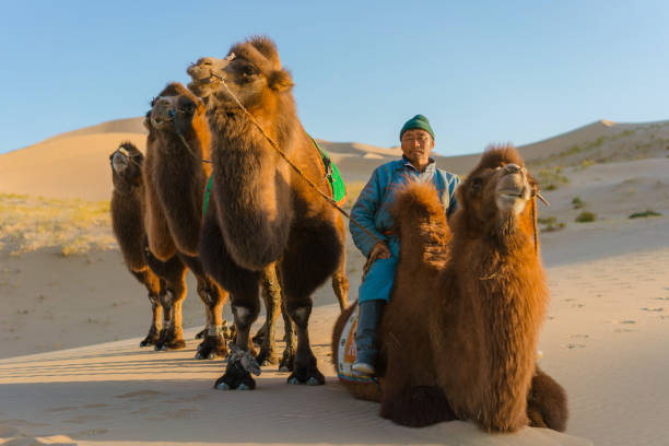 일몰에 고비 사막에서 박트리아 낙타의 캐러밴을 이끄는 남자 - bactrian camel 뉴스 사진 이미지