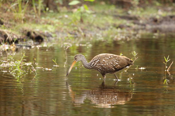 istock january 29, 2020 florida limpkins 1203234878