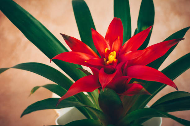 Colourful flower of potted houseplant. Bromelia Guzmania. Red flowering, closeup. bromeliad photos stock pictures, royalty-free photos & images
