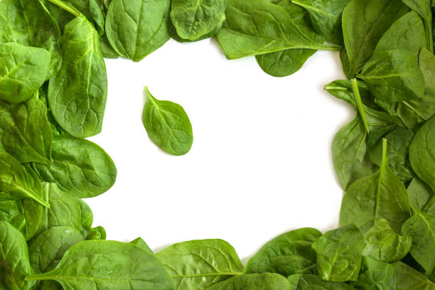 istock Frame border from fresh organic spinach leaves with copy space, one leaf in the middle, isolated on a white background, high angle top view from above 1203235237