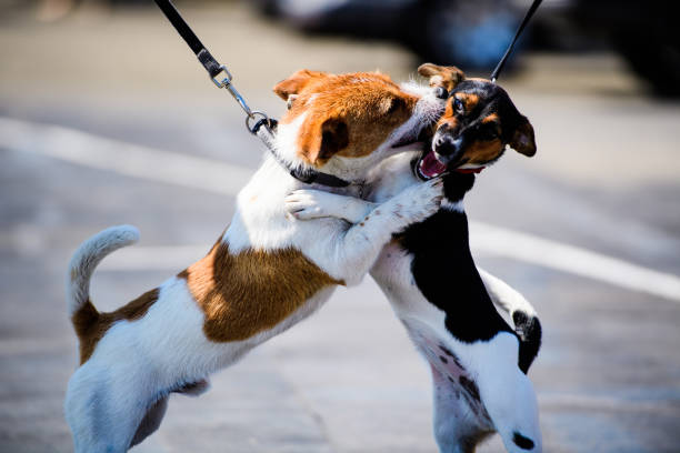istock funny emotional dogs playing on a walk 1203238027