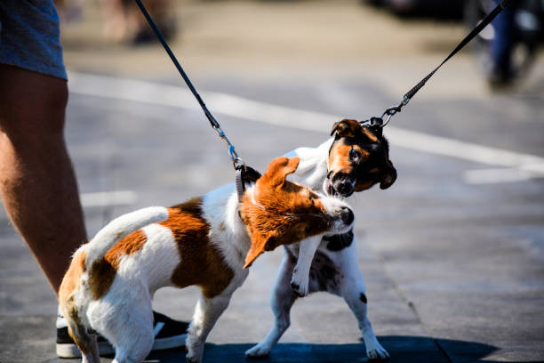istock funny emotional dogs playing on a walk 1203238046