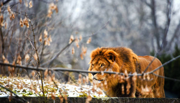 istock Beautiful Mighty Lion 1203238058