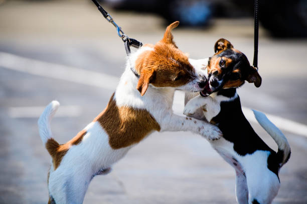 istock funny emotional dogs playing on a walk 1203238070