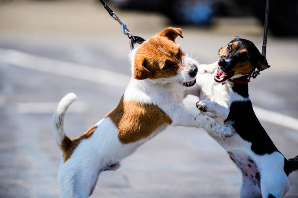 istock funny emotional dogs playing on a walk 1203238073