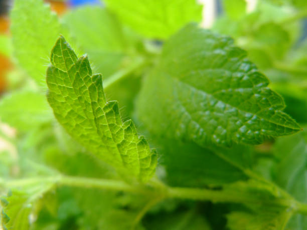 Fresh light green lemon balm or citronella leaf closeup