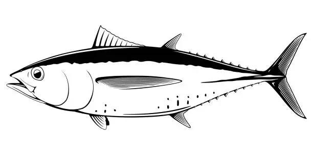 Vector illustration of Blackfin tuna fish black and white