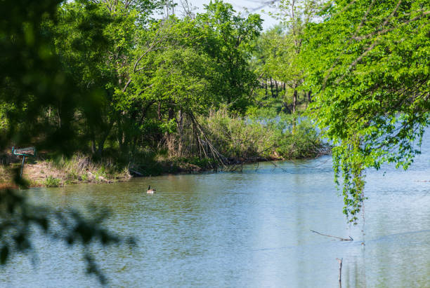 istock Nature background with duck and river 1203238863