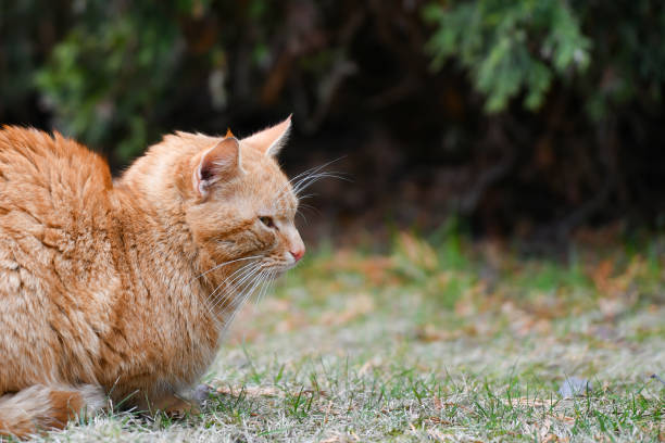 istock red cat on the street basking in the sun 1203242230