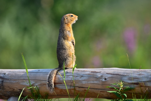 An arctic ground squirrel stands on a log to survey his environment at Savage River in Denali National Park, Alaska.
