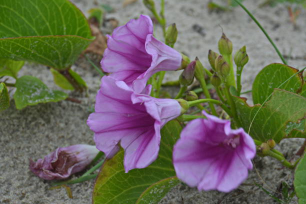 istock sandbank flowers 1203244739