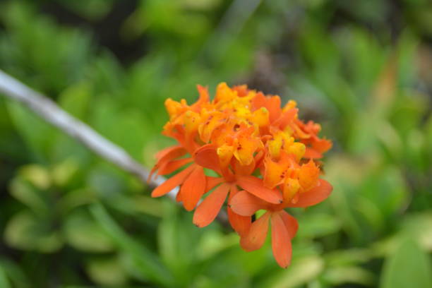 istock sandbank flowers 1203244788