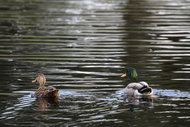 istock january 29, 2020 ducks on a lake in florida 1203246133