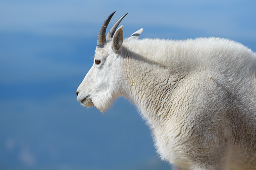 Wild Mountain Goats Living on Colorado Mountain Peaks.
