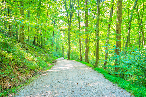 Stock photograph of a dirt road in Mammoth Cave National Park Kentucky USA on a sunny day.