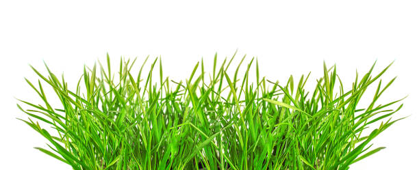 istock Green grass on a light background. Happy easter, home garden or lawn concept. Banner. 1203247216