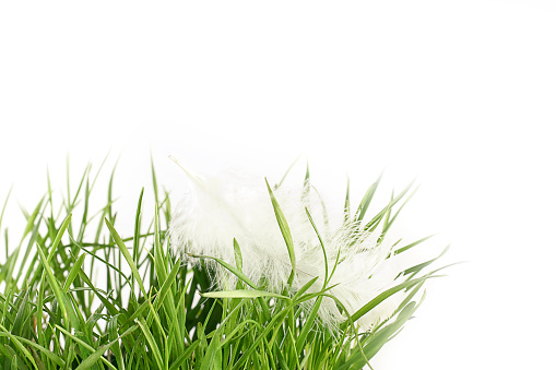 White feather of a bird on green grass. Happy easter concept. Side view