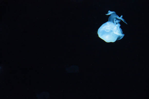 istock Sea moon glowing white in the dark 1203247296