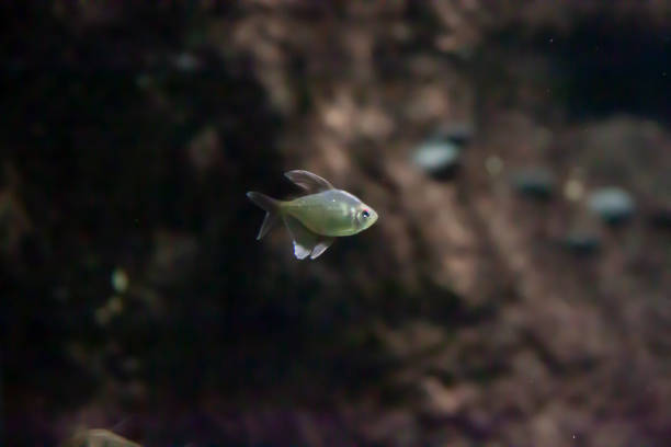 istock One small fish swimming in a dark aquarium 1203247326