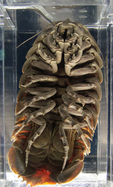 istock Giant beetle on display at the aquarium 1203247330